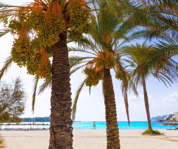 Hotel Nàvia Santa Ponsa, Mallorca: diseño, tranquilidad y una experiencia solo para adultos